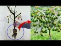 Download Lagu Grow Avocado plant from seed at home | How to cuttings avocado to grow 100%