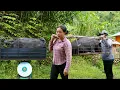 Download Lagu Raising Pigs For More Than 2 Years Got 100kg And Sold it To Traders For 8 Million | Trieu Mai Huong.