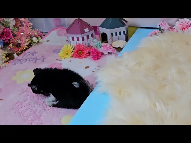 動画