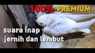 Download Suara inap AKAU  asli jernih dan cocok disemua jenis twiter , mampu menginapkan burung yang melintas MP3