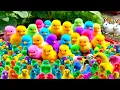 Download Lagu Ayam Warna-warni, Menjelajahi Dunia Ayam Lucu, Bulu Warna-warni, Ayam, Telur, Kelinci,Hewan Lucu 🐤🐤