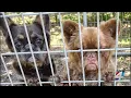 Animal rescue owner questions Jacksonville animal care s decision to leave Bulldogs in hot weather