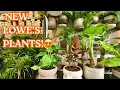 Calm Plant Shopping at Lowe s Better Than I Expected