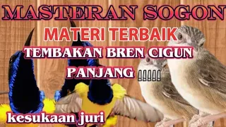 masteran sogon materi terbaik tembakan bren cigun panjang