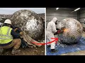 Lagu Landfill Crew Found Giant Aluminium Foil Ball, Wrapped Inside Was Something Bizarre...