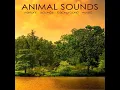 Soft Music for Massage (Beauty Spa)