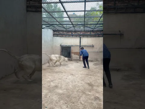Do you want to play with lion😱#lion #lionhub #shorts