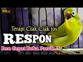 Download Lagu CIAK CIAK JOSS KECIAL KUNING AMPUH||PANCINGAN KECIAL MALAS BUNYI||