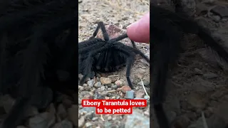This Ebony Tarantula, that we found on our hike, loved to be petted. #hike #hiking #adventure