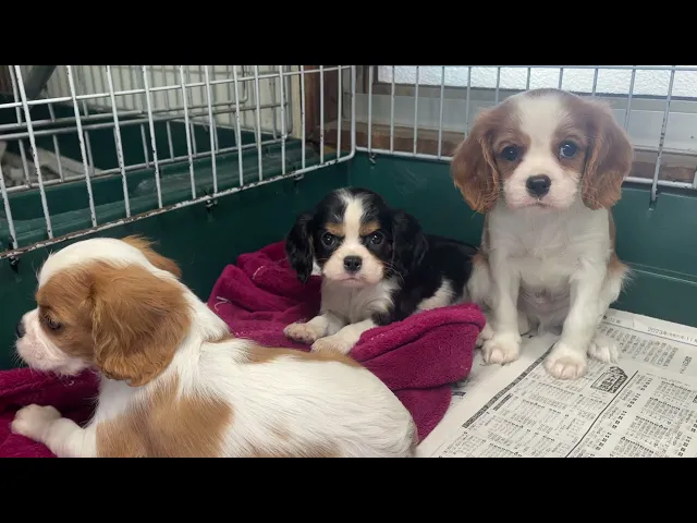 動画