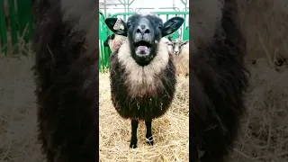 معزة    معزة صغيرة    ياغنماتي    مقطع مضحك دندنها