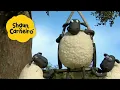 Download Lagu 🐑Shaun, o Carneiro [Shaun the Sheep] Balanço de ovelhas! 🐑 Hora Especial🐑| Cartoons Para Crianças