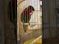 Suara Nuri Dora cocok untuk melatih burung nuri lain