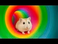 Download Lagu 🌈🐹 Hamster Escape Maze: Best Pet Maze Challenge - Amazing Maze for Hamster 😱 #hamsterescape