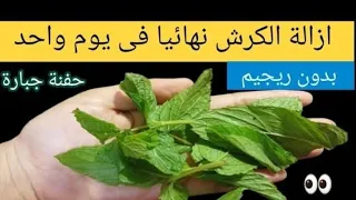 النعناع والزنجبيل لحرق الدهون المتراكمة وفقدان الوزن الزائد 