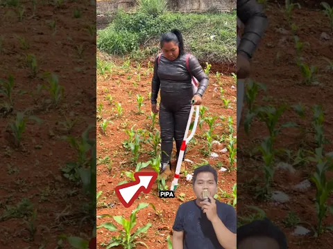 Alat Sederhana, Pupuk Jagung Jadi Cepat! #tani #jagung #alat #inovasi #praktis #efisien #viral
