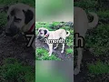 Lagu kangal dog growth 1day and king👑👑