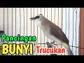 Lagu PERANGSANG BUNYI BURUNG TRUCUK TRUCUKAN  agar CEPAT BUNYI GACOR