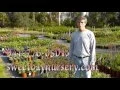 Sweet Bay nursery Parrish fl