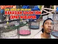 Download Lagu Bongkar Rahasia Burung Sogon Bahan Cepat Gacor Ngeleper