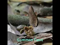 Download Lagu Common Faun - Butterfly 230603