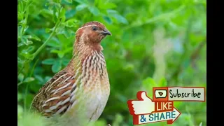 أجمل صوت فري ربيعي            دندنها