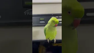 ببغاء درة انثى                                     ببغاء  درة دندنها