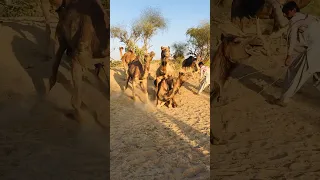 A Pair Of One Male Camel And Two Female Camels Shorts 