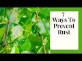 Orange Spots on Leaves Managing Rust Fungus Organically