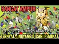 Download Lagu Suara Pikat Semua Burung Kecil Terbukti Ampuh 🕊️#pikatburung Terbaru 2025