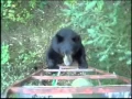 Bear Climbs Hunters Tree Stand