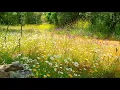 Relaxing Nature Ambience Meditation 🌼 8h GOOD MORNING SPRING NATURE THERAPY🌷 Meadow Healing Sounds