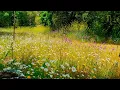 Download Lagu Relaxing Nature Ambience Meditation 🌼 8h GOOD MORNING SPRING NATURE THERAPY🌷 Meadow Healing Sounds