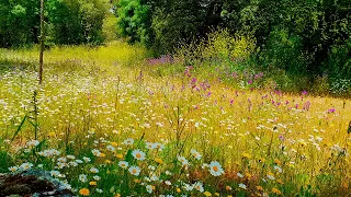 Relaxing Nature Ambience Meditation 8h GOOD MORNING SPRING NATURE THERAPY Meadow Healing Sounds 