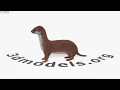 Least Weasel 3D model by 3DModels org