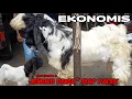 Download Lagu Kambing PE jemoko \u0026 betina bunting(indukanakbetina) ekonomisan, masih nego \u0026 freeongkir jawa