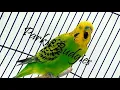 Download Lagu MASTERAN PARKIT GACOR ! full Isian materi tembak beset crecet For murai C ijo kacer /Budgie Parakeet