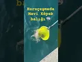 Download Lagu Kuruçeşme de Mavi Köpek balığı #balikavi #balık #fish #balik #short #deniz #tatil #istanbul