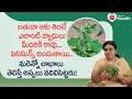 Bathua Leaves Dr SGV Sathya TeluguOne Health