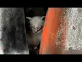 Download Lagu A Crying Kitten Among the Bricks When no one is Paying Attention | Rescue Animals 