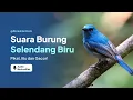 Download Lagu Suara Selendang Biru Gacor ll Masteran Tledekan Biru