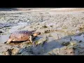 Tortoise Walking Slowly Best Tortoise