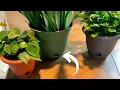 Self Watering Pots Explained Easy Plant Care