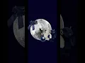 Navy blue wallpapers