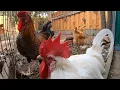 Lagu Backyard Chickens 10 Hours Continuous ASMR Relaxing Sounds Noises Hens Clucking Roosters Crowing!