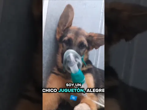 Tenía mucha dificultad para respirar! |  #hospitalizaciónlavet #clinicaveterinarialavet