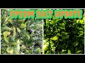 Epsom Salt for Yellowing Leaves in the Garden Update