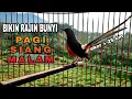 Download Lagu MURAI BATU ekor panjang gacor BIKIN lawan RAJIN BUNYI tiap hari em0s1 NAIK keluar F1GHT3RNYA