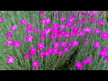 Violets of Dawn (Eric Andersen) - Spencer Lewis