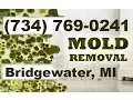 Mold Removal Bridgewater MI 734 769-0241 Mold Remediation Bridgewater Michigan